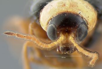 Media type: image;   Entomology 18443 Aspect: head frontal view
